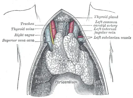 Thymus gland anatomy illustration highlighting thymic stem cells and organic structure