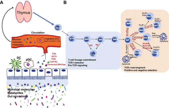 PGN, PSA, DNA, antigens and SCFA