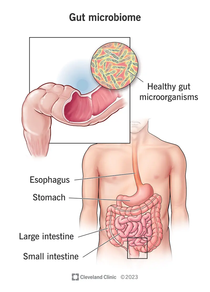 Gut microbiome