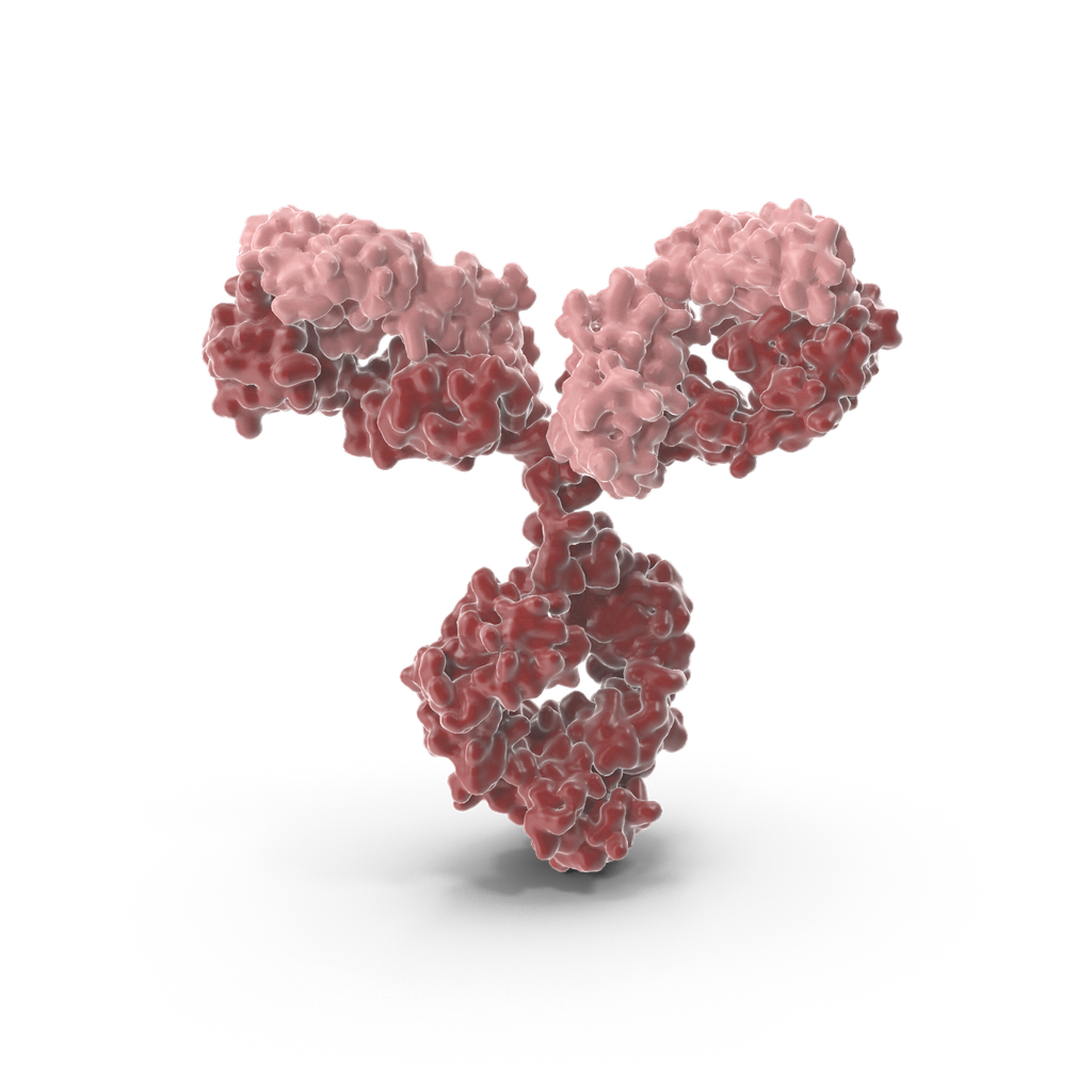 12 Tag Protein Marker Lysate   